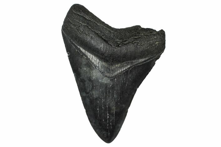 Fossil Megalodon Tooth - South Carolina #374760